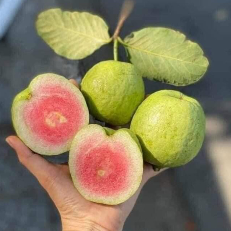 Ổi ruby, ổi ru by ruột đỏ giòn ngọt 1kg, 2kg 3kg