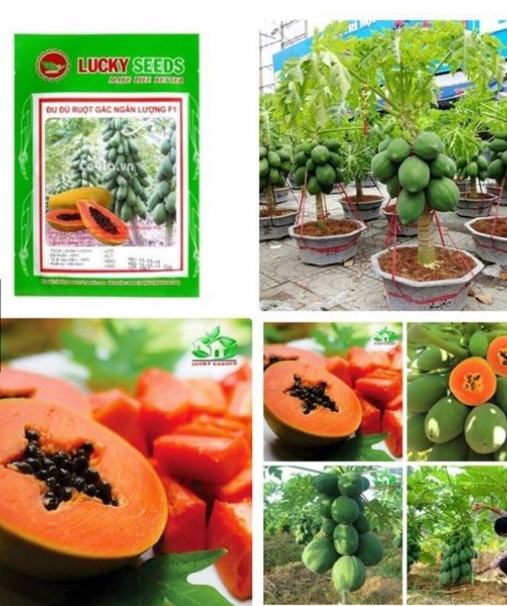 Hạt giống Đu đủ ruột gấc ngân lượng