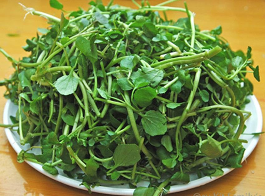 Hạt giống Rau Cải xoong