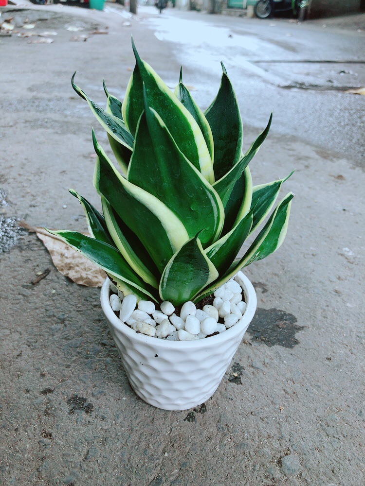 [HCM]Chậu Lưỡi Hổ Thái Búp Sen