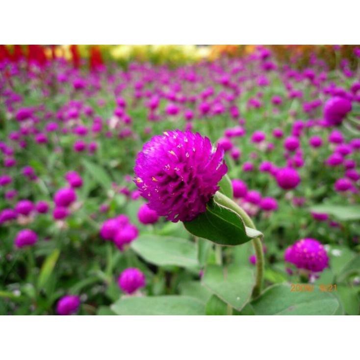 HẠT HOA CÚC BÁCH NHẬT MÀU TÍM - GÓI 0,5 GRAM