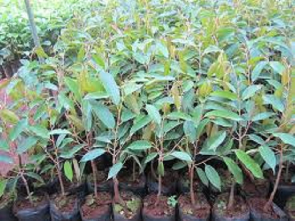 CÂY GIỐNG SẦU RIÊNG MONTHONG THÁI LAN (sầu riêng Dona)
