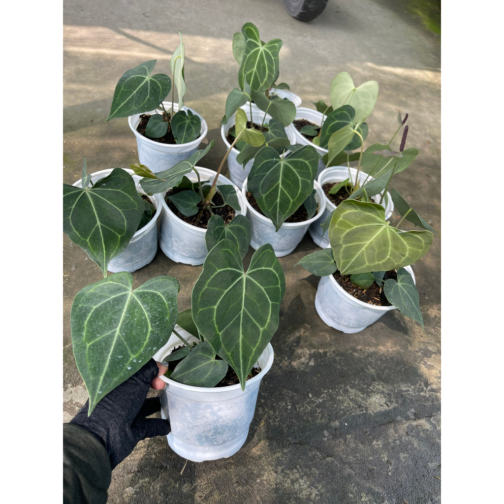 Chậu cây Hồng môn Anthurium Crystallinum