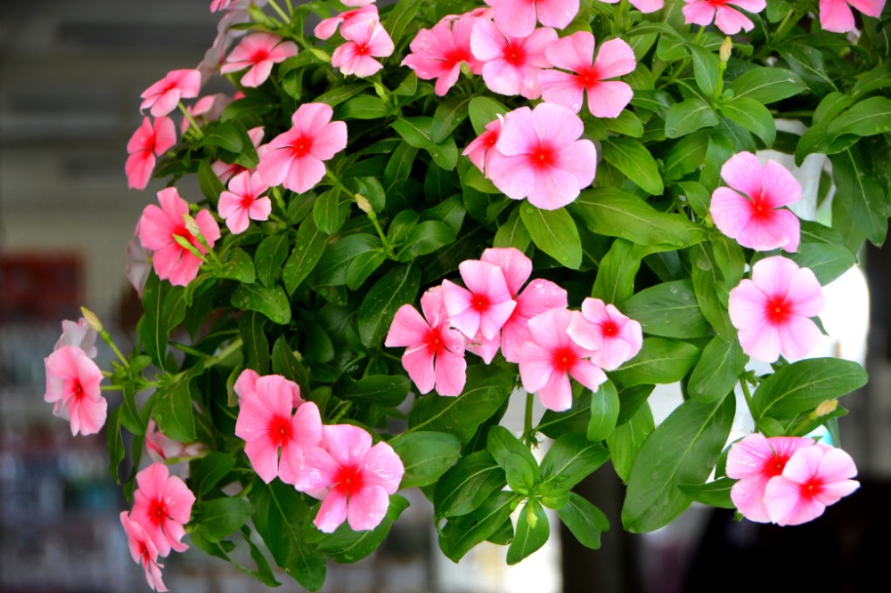Hạt giống hoa dừa cạn rủ