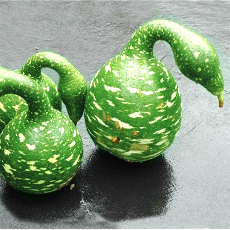 Hạt Giống Bầu Thiên Nga - 5 hạt/gói