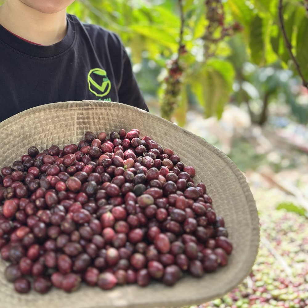 Cà Phê Culi Thượng Hạng Rang Mộc Nguyên Chất Vũ Gia (400g/ hũ)
