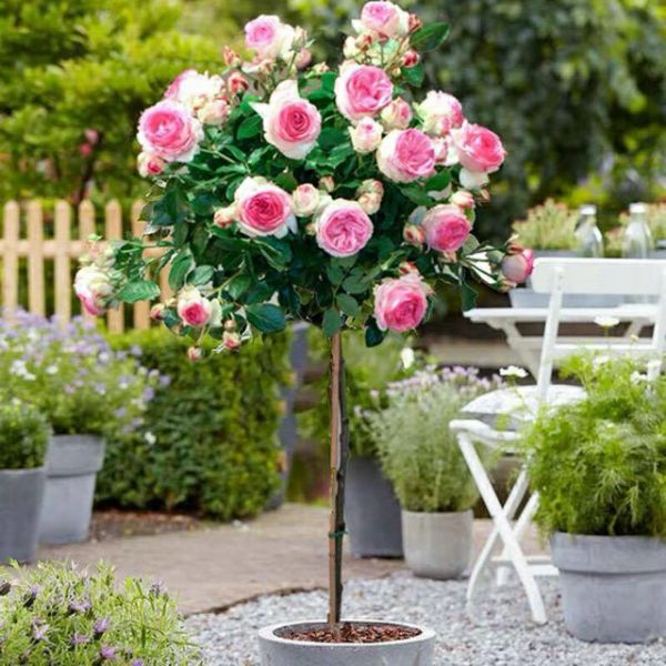 Combo 03 Gốc Hoa Hồng Thân Gỗ