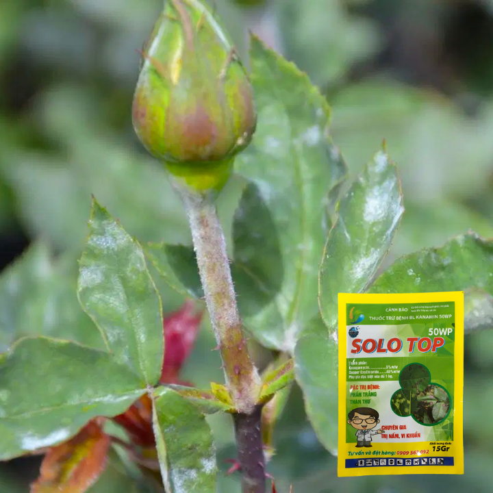 Thuốc Trừ Bệnh Phấn Trắng Hoa Hồng SOLO TOP 50WP