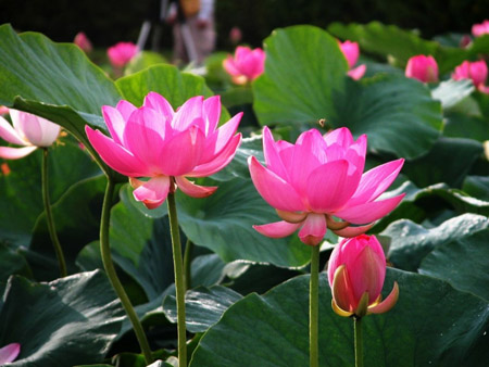10H_HẠT GIỐNG HOA SEN HỒNG (SEN TA/ SEN VIỆT NAM)