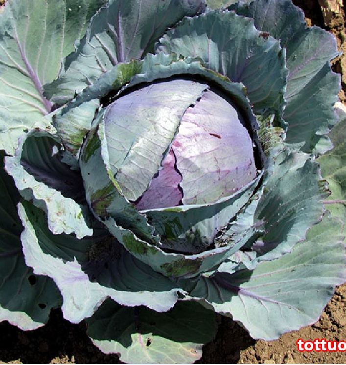 Combo 2 Packs of Cabbage Seeds (1 Pack of Heart-Colored Seeds - 1 Pack of Green Seeds) - Vtnt1