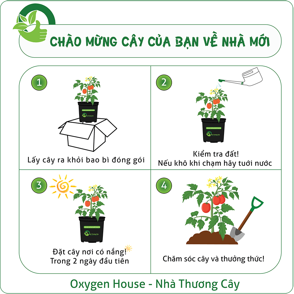 Phong lữ hoa hồng | Citronella Geranium