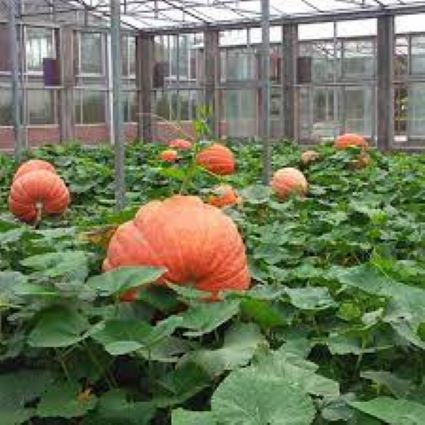 Hạt_Giống_Bí_Ngô_Khổng_Lồ 15 hạt ( tặng kèm kích mầm và phân bón )