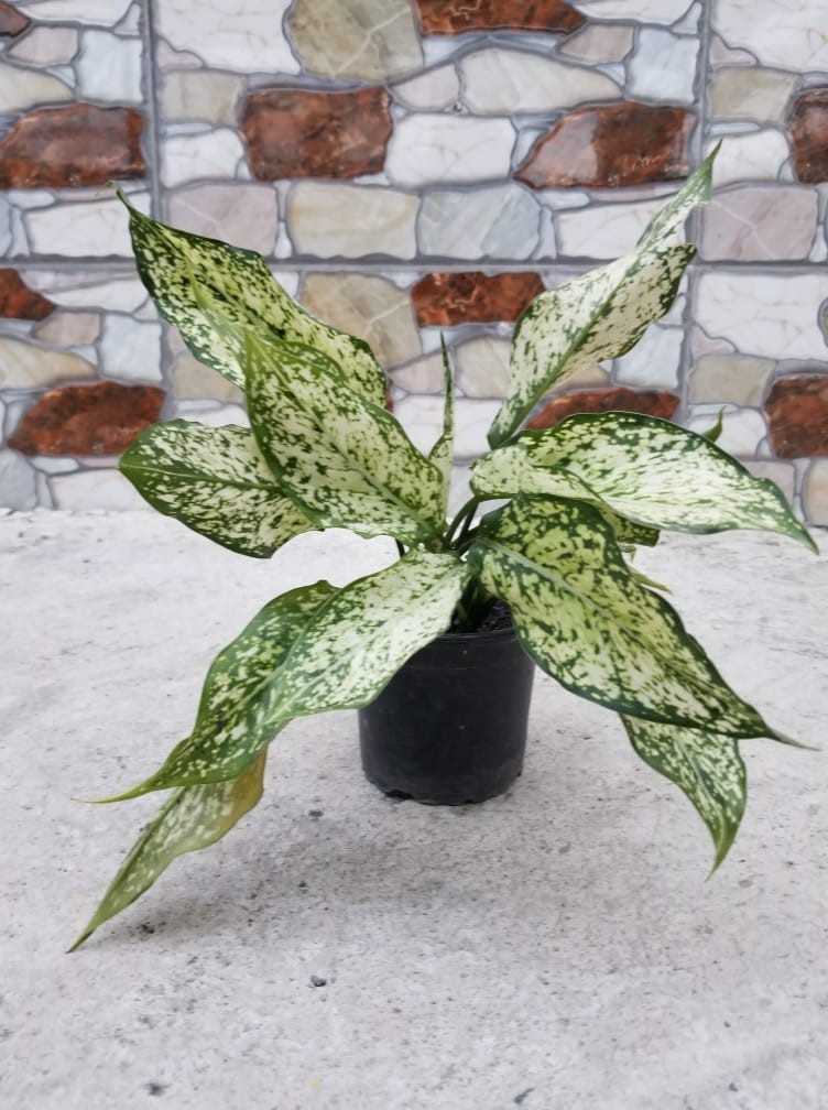 Cây Ngọc Ngân chậu nhựa