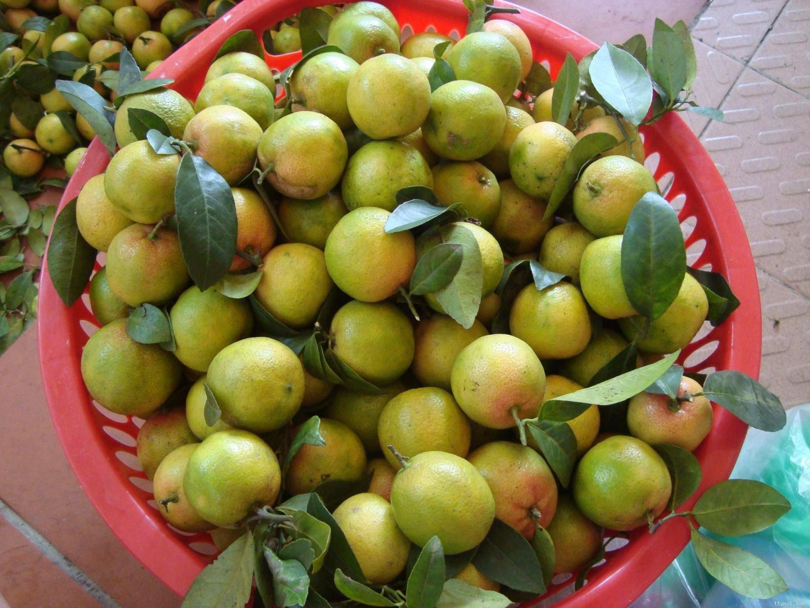 (FREESHIP Từ 50k) cây giống chanh đào