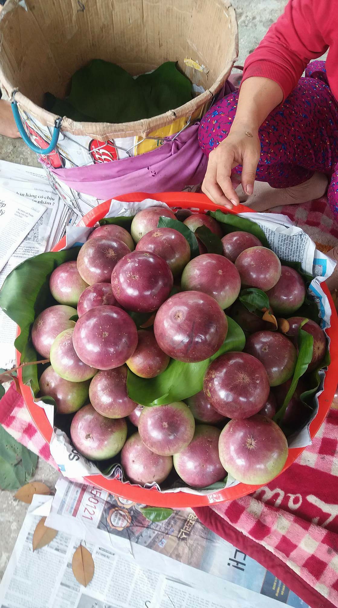 Cây giống vú sữa Lò Rèn