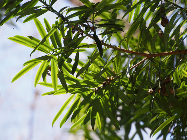 Tùng la hán - Cây la hán Tùng - Cây Thông la hán - Cây phong thủy để bàn