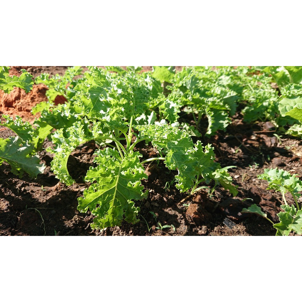 Hạt giống cải xoăn kale Rạng Đông