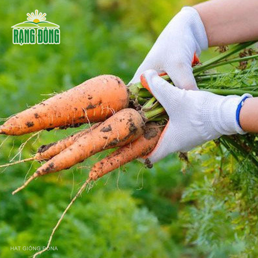 Hạt giống Cà rốt RADO 507 (5g) - Hạt giống Rạng Đông
