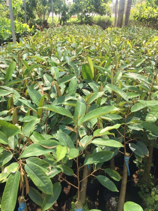 Sầu riêng Monthong