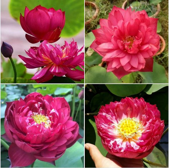 Hạt giống sen bách diệp hoa màu đỏ - 5 hạt