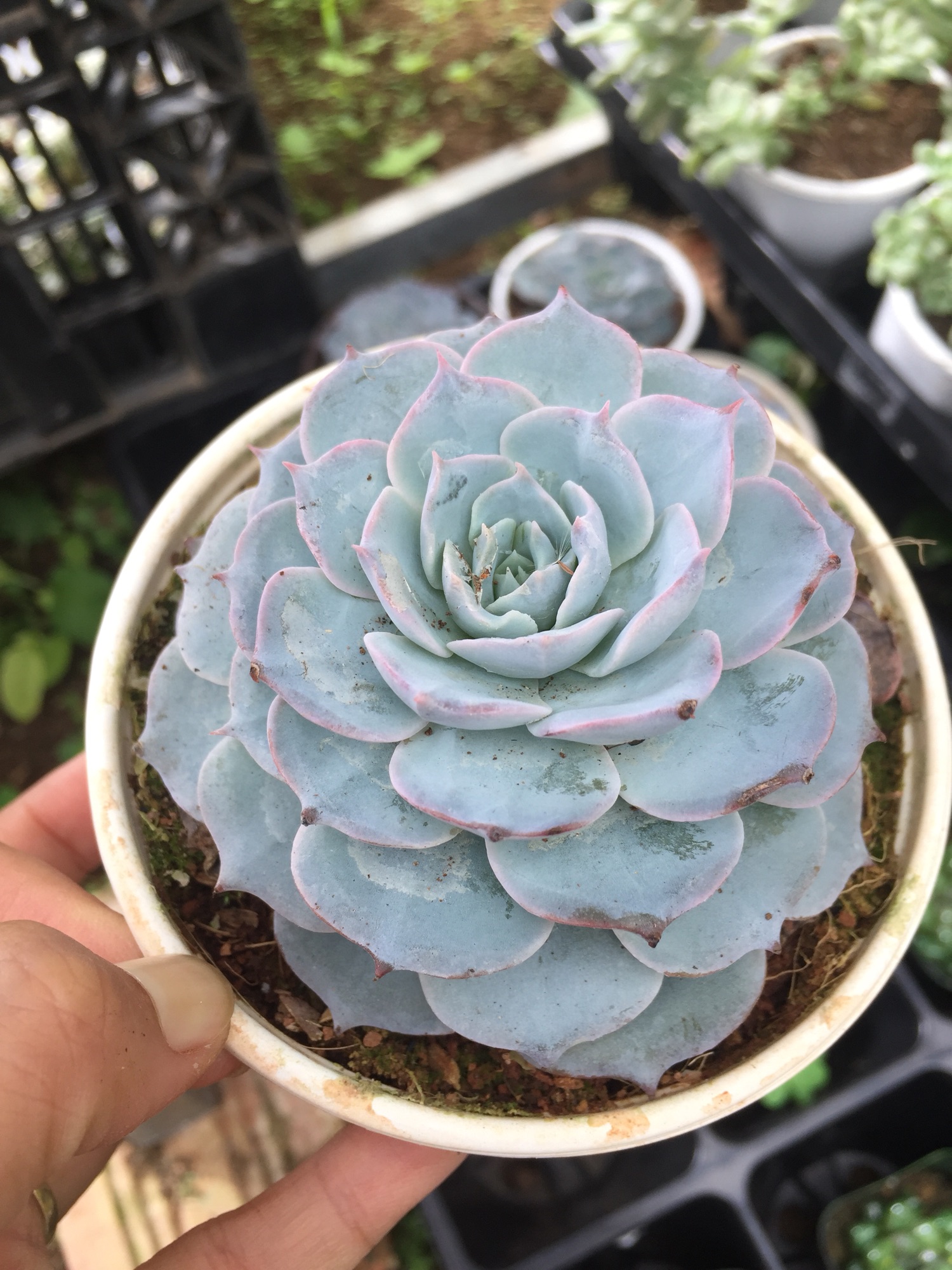 Sen Đá Hồng Phấn size trung