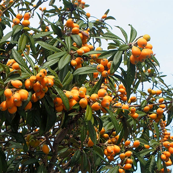 Cây giống biwa giống mới đặc biệt