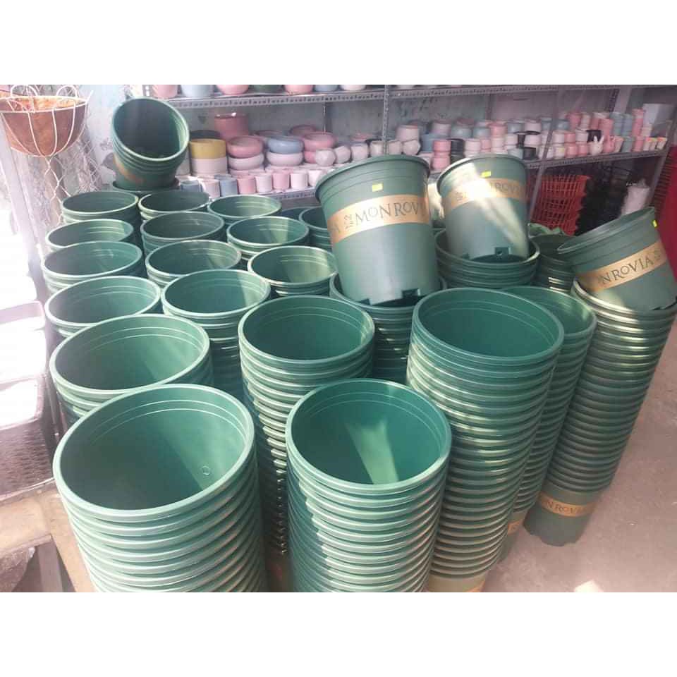 {VIP}Combo 5 chậu 5gallon MONROVIA siêu đẹp