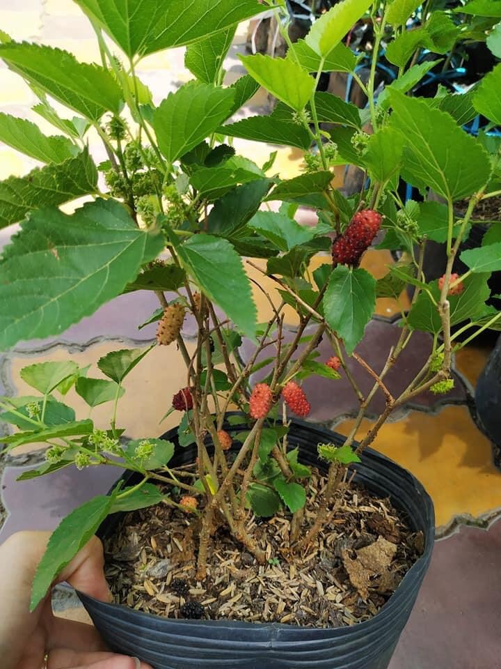 Cây dâu tằm tặng 2 cây chè xanh