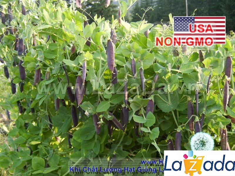 5h Hạt Giống Đậu Hà Lan Tím (A2.303| C35*X54*M163)