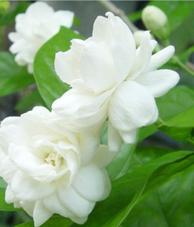 Hạt giống hoa nhài ( hoa lài) - 1 gói 10 hạt
