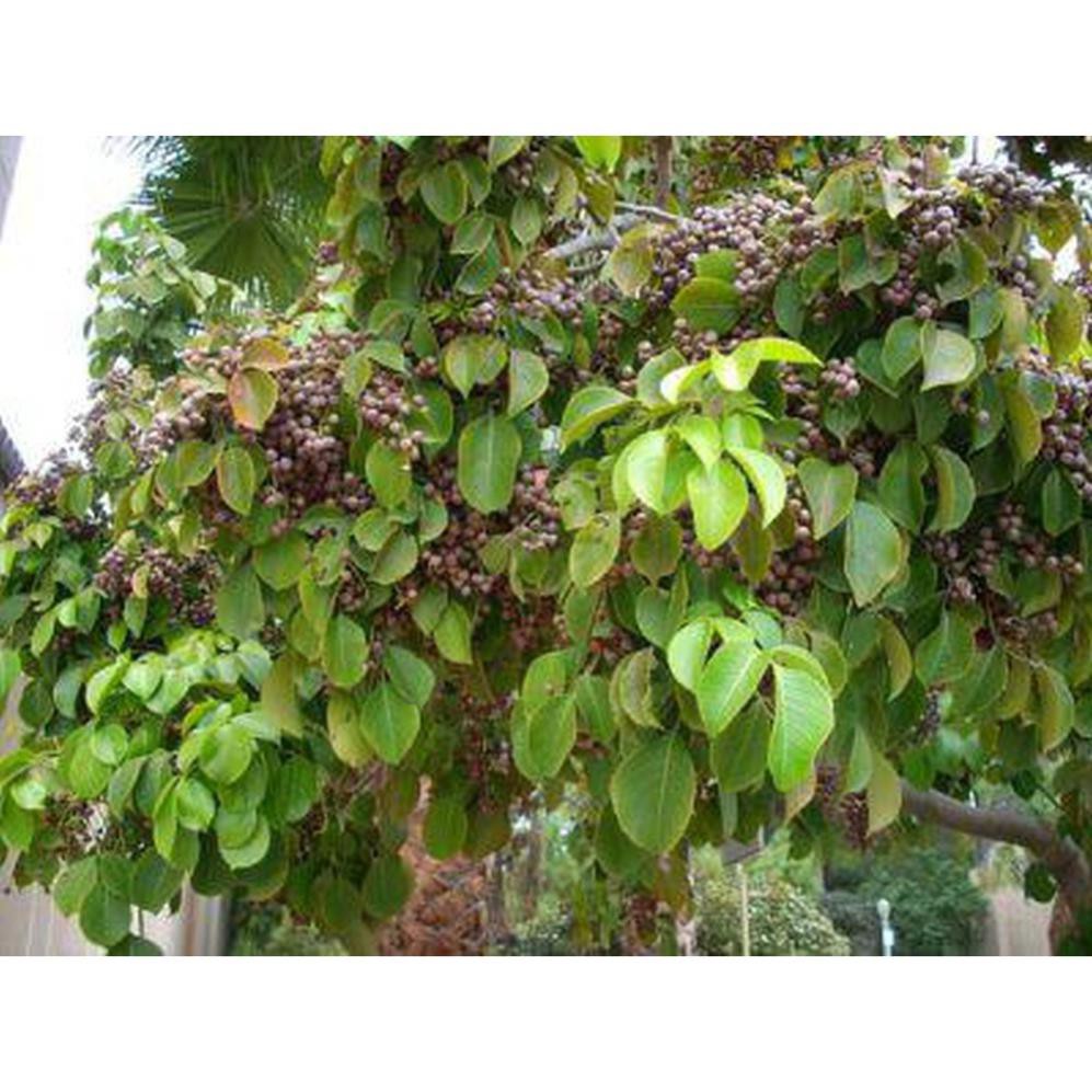 Combo 2 cây nhội giống , cây cực đẹp giá cực rẻ cam kết chất lượng cây đẹp