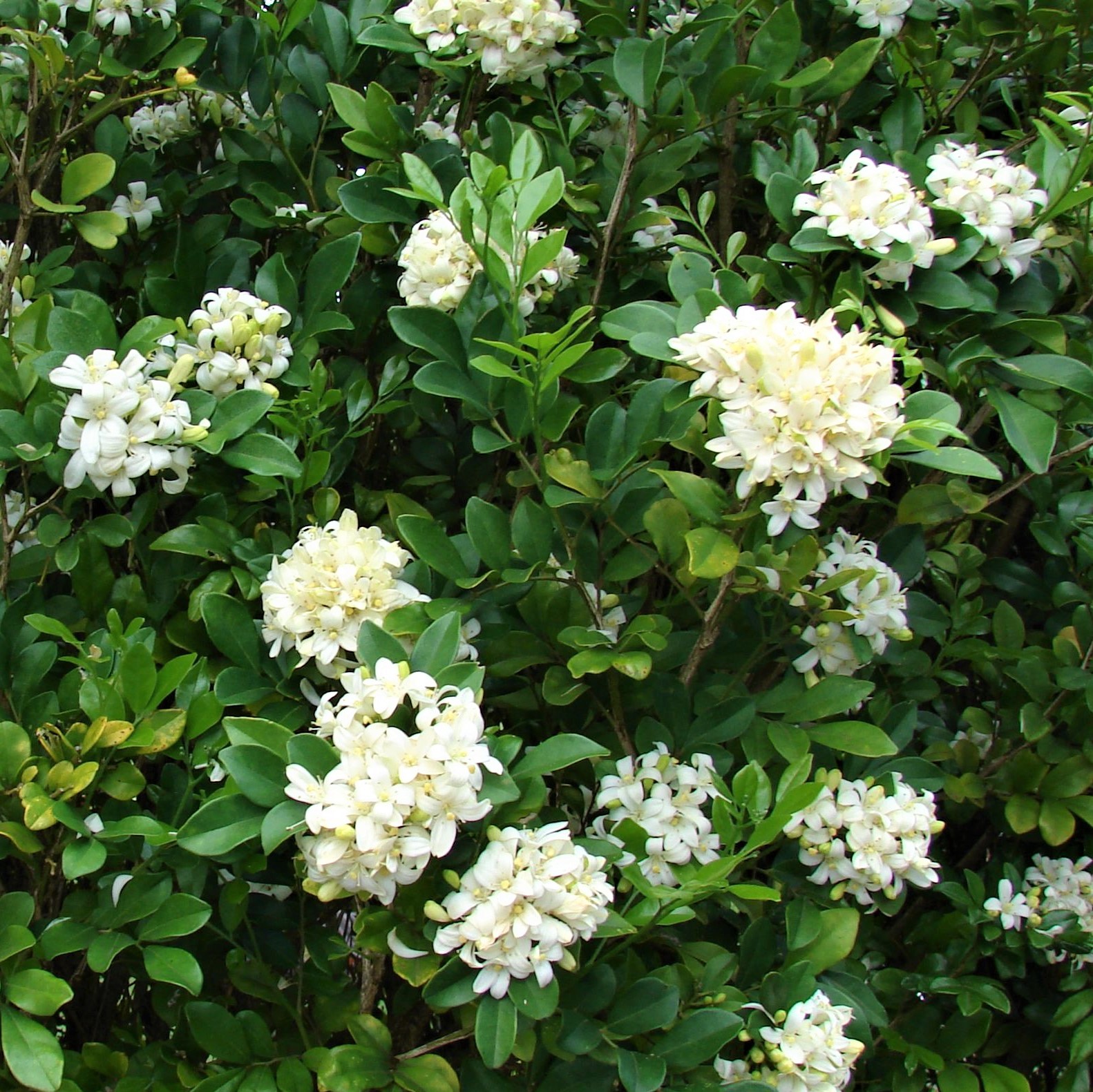 CÂY NGUYỆT QUẾ KHỎE MẠNH