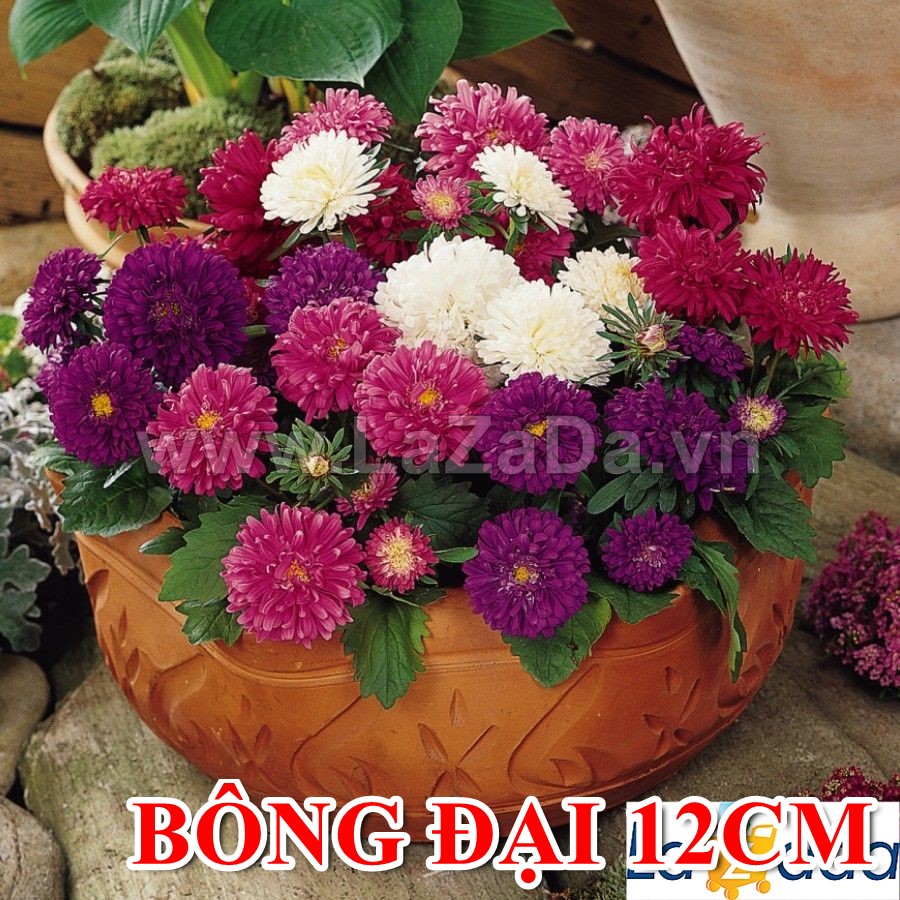 1gr 450.hat hạt giống hoa cúc đài loan bông đại 12cm lùn milady