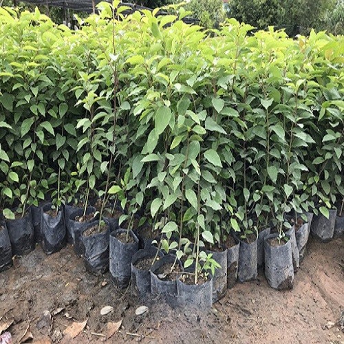 5 cây giống long não - 35450