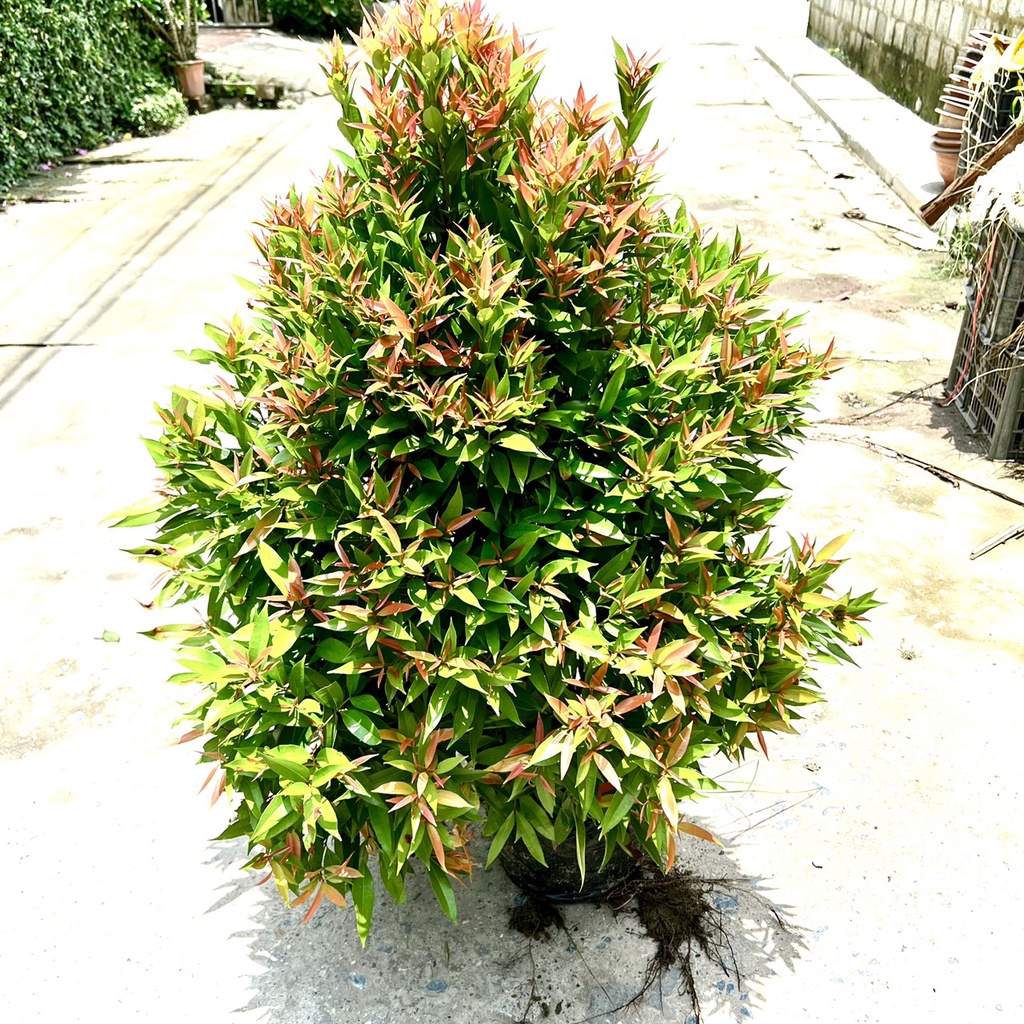 Cây hồng lộc cao 1m (Ảnh thật).