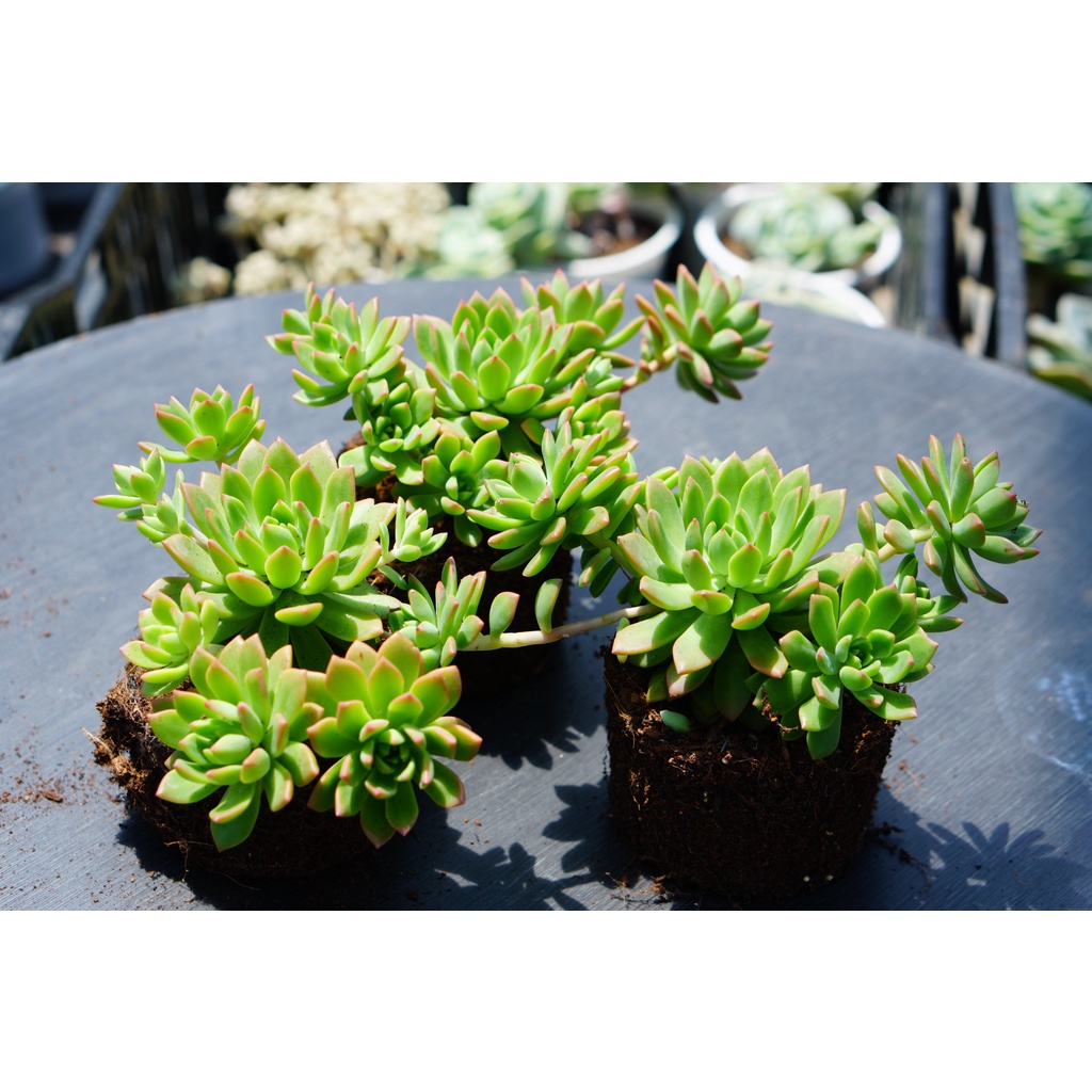 Sen đá mặt trời cam chậu trung size 8-9cm