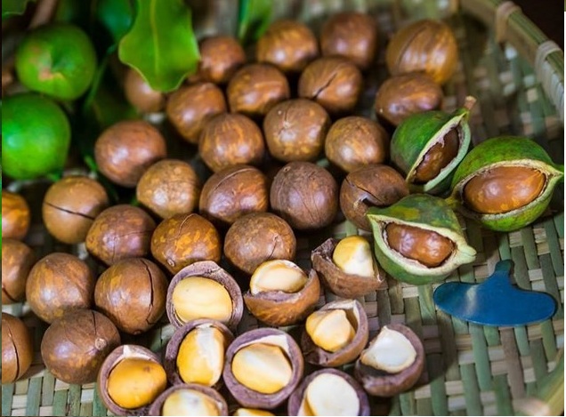 500gr Hạt Macca Tây Nguyên Size To