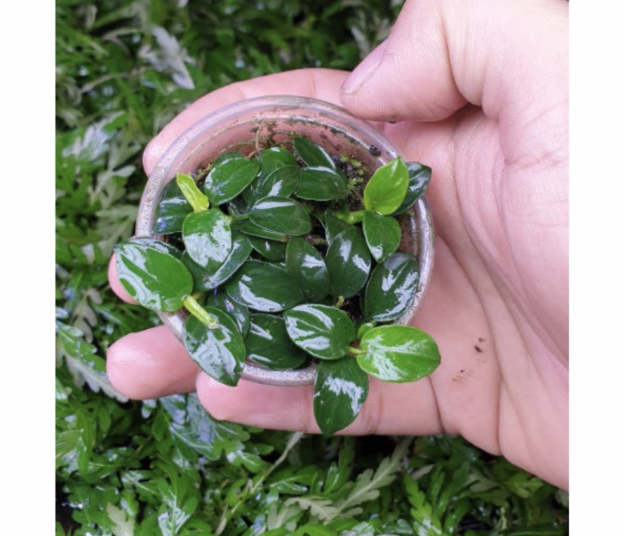 [Hoàn Tiền 10%] Cây Ráy Nana Petite Thái