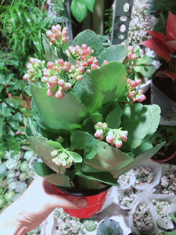 Cây Hoa Sống Đời