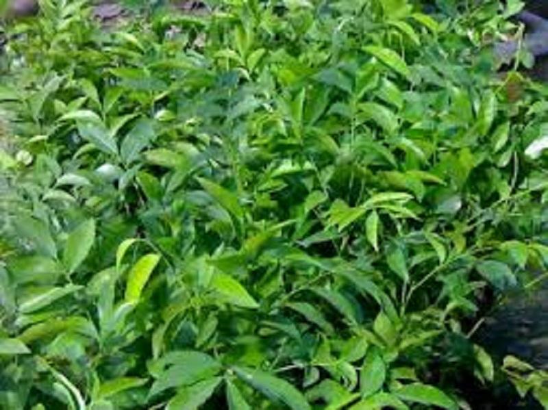 cây mắc mật