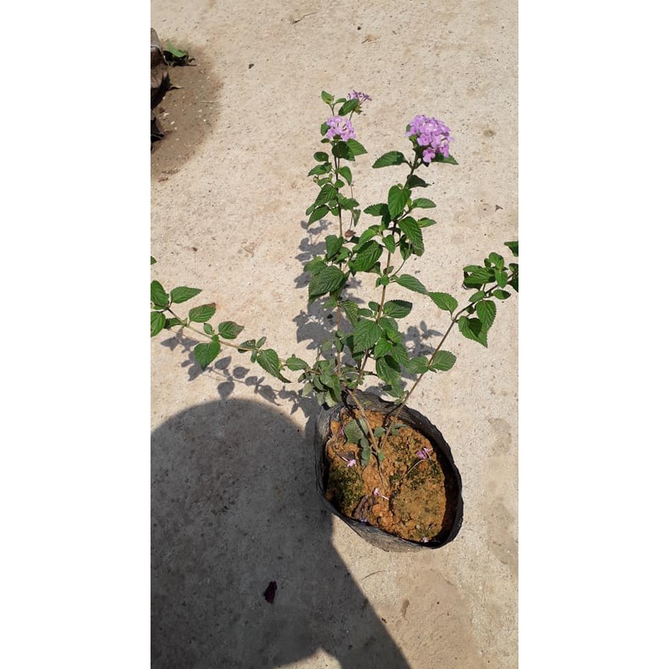 CHẬU HOA CÚC Ngũ Sắc Tím Rủ SIÊU ĐẸP