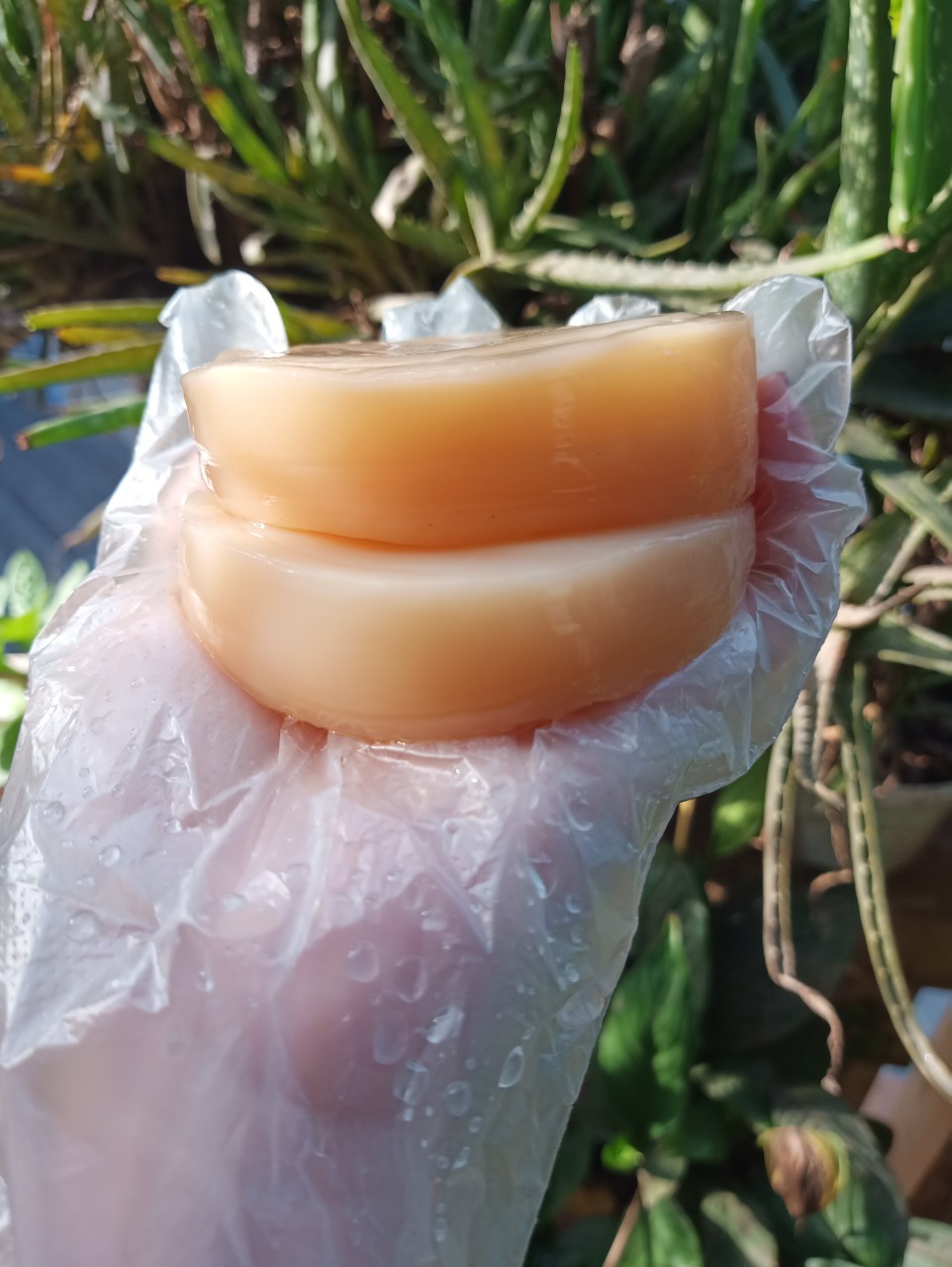 combo 5 món nuôi SCOBY/KOMBUCHA không thể thiếu
