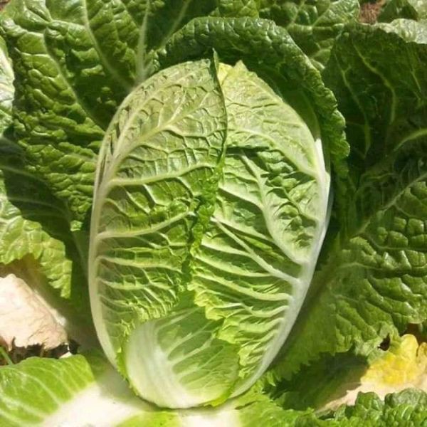 Hạt Cải Thảo F1 Goki 70 - Gói 1 Gram