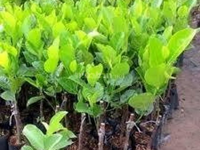 CÂY GIỐNG MÍT TỨ QUÝ- GIỐNG CÂY F1 - SIÊU SAI QUẢ, NĂNG SUẤT CAO - CAM KẾT CHẤT LƯỢNG VÀ SẢN PHẨM