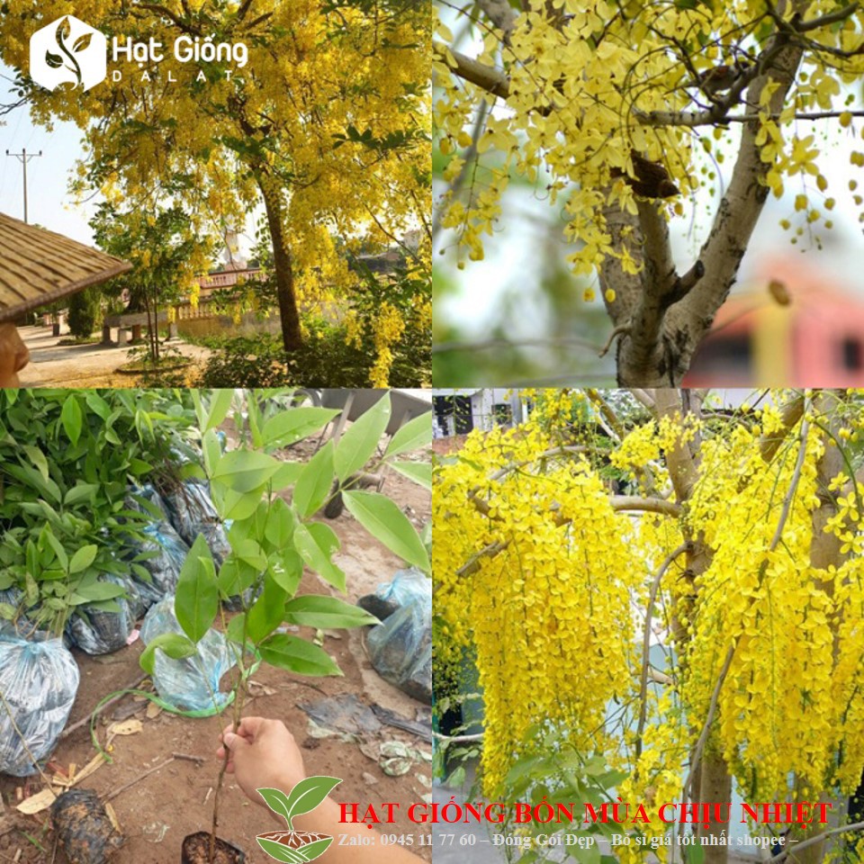 MJ230 HẠT GIỐNG Hoa Mai Hoàng Yến 10 HẠT