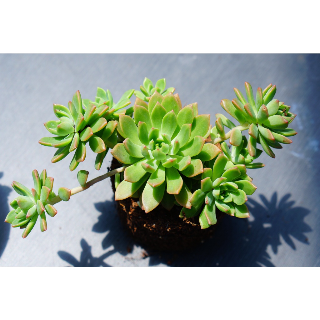 Sen đá mặt trời cam chậu trung size 8-9cm