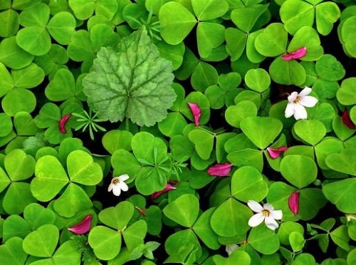 "Gói 50 Hạt " Hạt giống cây cỏ ba lá ( cỏ 3 lá )