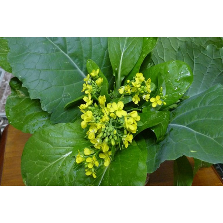 Hạt giống cải ngồng (cải ngọt bông) - gói 20 gram