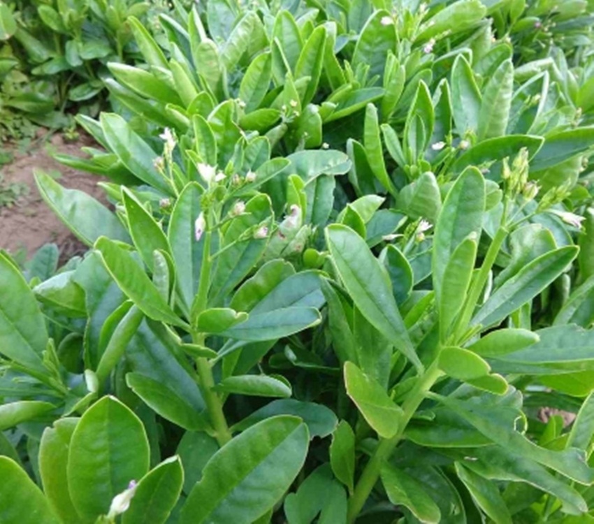 Hạt giống sâm đất (thổ sâm) tặng kích mầm