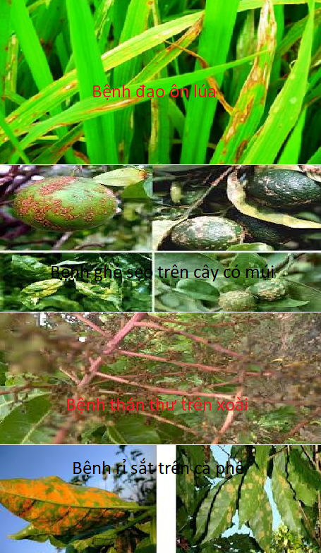 Thuốc trừ bệnh Tipozeb xanh 80WP 1 kg